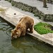 Brown bear in Riga city