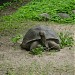Indefatigable island tortoise in Riga city