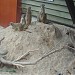 Slender-tailed Meerkat in Riga city