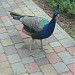 Indian Peafowl in Riga city