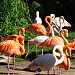 Flamingo's (American & Greater) in Riga city