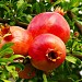 Rajasthan's 1st Tissue Culture Pomegranate (Anar) Orchard