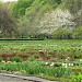 Калининградский Ботанический сад в городе Калининград