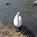 Птичье озеро в городе Калининград