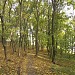 Лес в городе Харьков