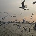 Botadaung Jetty in Yangon city