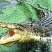 Kotmisonar Crocodile Park