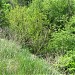 Балки в городе Запорожье