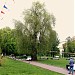 Старая ива в городе Москва