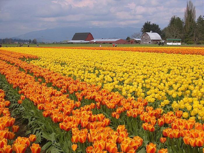 Skagit Valley 0250