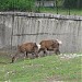 Deers in Sofia city