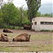 Bisons in Sofia city