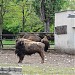 Bisons in Sofia city