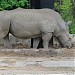 Rhino in Sofia city