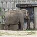 Elephants in Sofia city