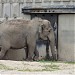 Elephants in Sofia city