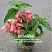 CƠ SỞ HOA KIỂNG HÙNG THY- điểm lên hàng !( vườm ươm 2) trong Thành phố Sa Đéc thành phố