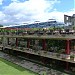 Real Scampis in Elbasan city
