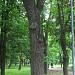 Необычное дерево в городе Москва