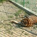Grădina Zoologică în Piteşti oraş