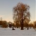 Старая ива в городе Москва