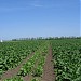 Seed plants Pluton, 6ha, Sesvanderhave