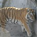 Вольеры тигров в городе Калининград