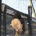 Павильон «Хищные птицы» в городе Калининград