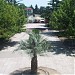 სამტრედიის პარკი in სამტრედია city