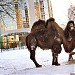 Мини-зоопарк жилого комплекса «Миракс Парк» в городе Москва