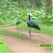 ತಡೋಬಾ ರಾಷ್ಟ್ರೀಯ ಉದ್ಯಾನವು