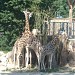 Rothschild giraffe