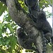 Marapendi Ecological Park in Rio de Janeiro city