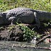 Parque Ecológico de Marapendi na Rio de Janeiro city