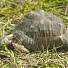 Summer area of tortoises