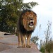 Lion House Lahore Zoo in Lahore city