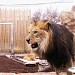 Lion House Lahore Zoo (en) in لاہور city