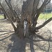 Вросшая в дерево водоразборная колонка в городе Москва