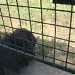 Wildlife S.O.S - Bear Rescue Centre