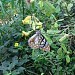 Butterfly Park