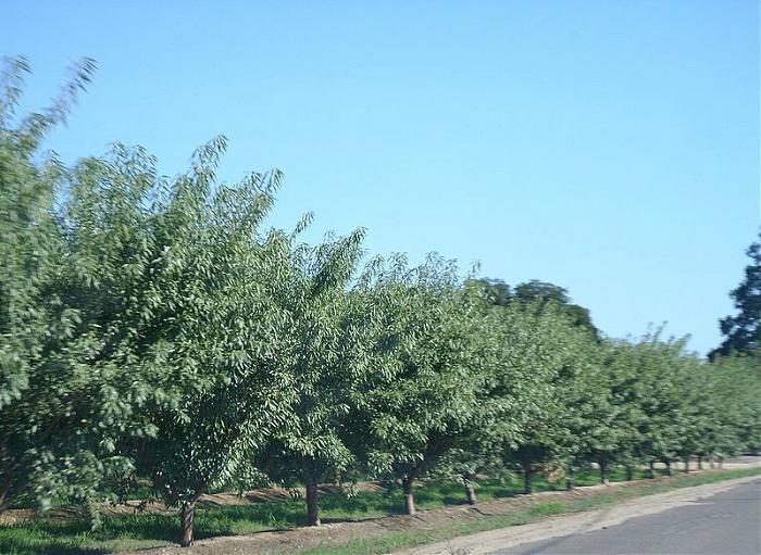 Turlock, California (English)