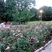 Parco Parri in Vigevano city