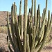 Organ Pipe Cactus National Monument