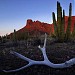 Organ Pipe Cactus National Monument