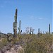 Organ Pipe Cactus National Monument