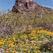 Picacho Peak State Park