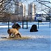 Мини-зоопарк жилого комплекса «Миракс Парк» в городе Москва
