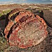 Petrified Forest National Park