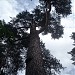 Огромная сосна в городе Рига