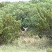 Caprock Canyons State Park